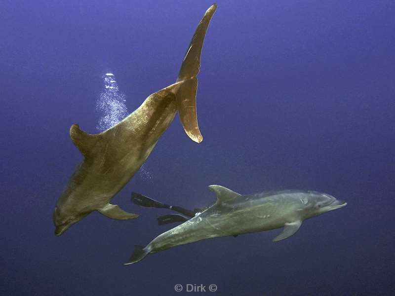 san benedicto dolphins