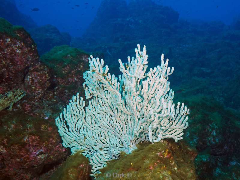 san benedicto coral