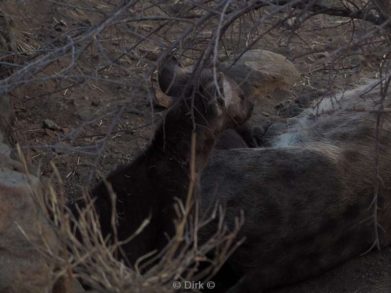 gevlekte hyena kruger national park zuid-afrika