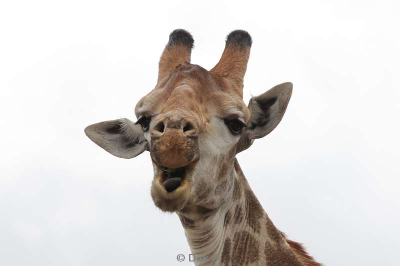 giraffen kruger national park zuid-afrika