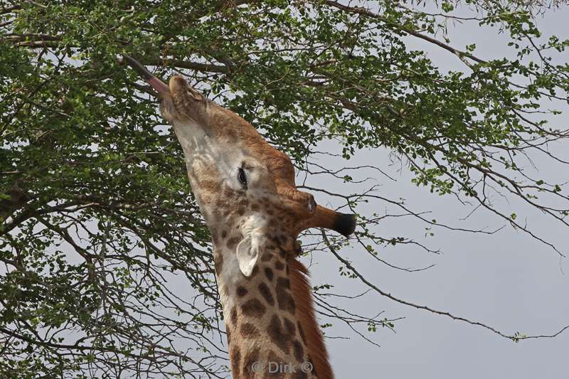 giraffen kruger national park zuid-afrika