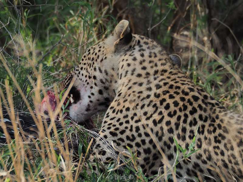 luipaard kruger national park zuid-afrika