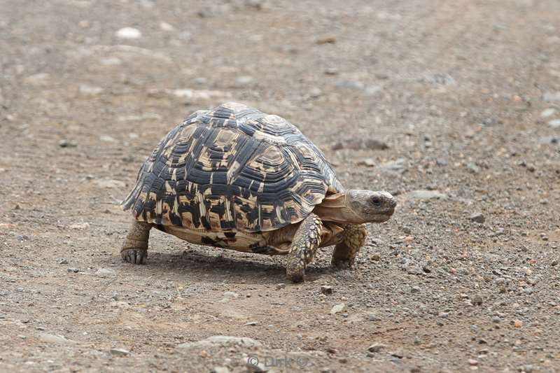 luipaard schildpad kruger national park zuid-afrika