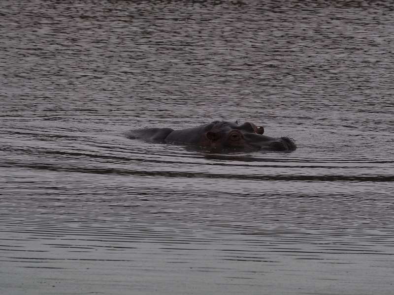 nijlpaarden kruger national park zuid-afrika