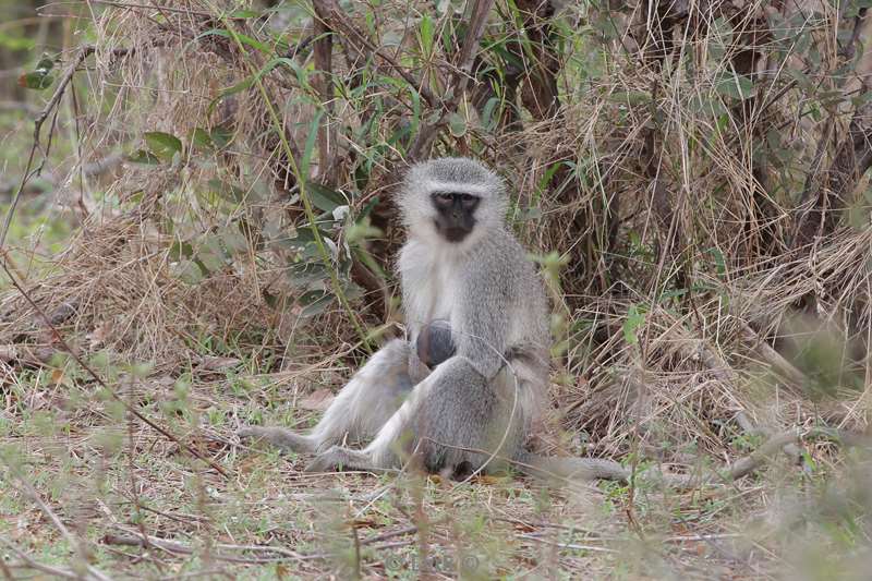 vervet monkey kruger national park south africa