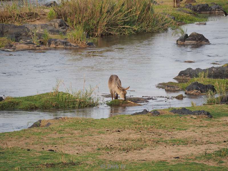 waterbok kruger national park zuid-afrika