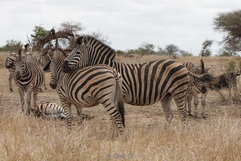 zebra kruger national park zuid-afrika