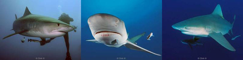 usa florida jupiter sharks everglades zoo