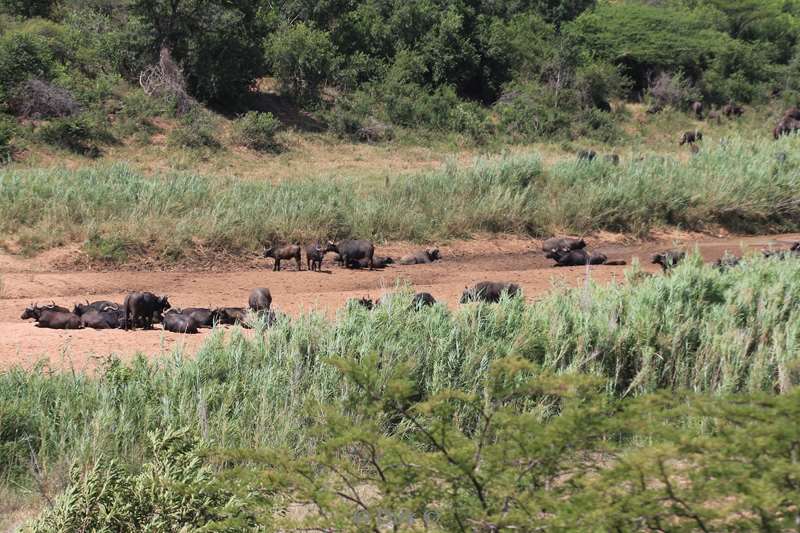 zuid-afrika hluluwe buffels