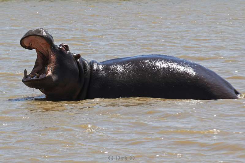 zuid-afrika iSimangaliso nijlpaarden