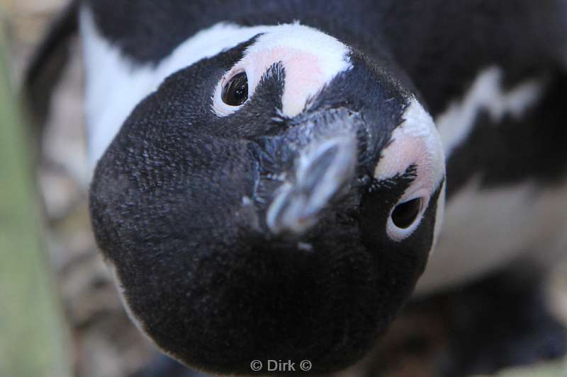 zuid-afrika jackass pinguins