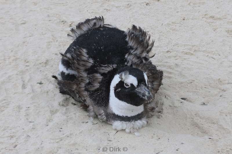 zuid-afrika jackass pinguins