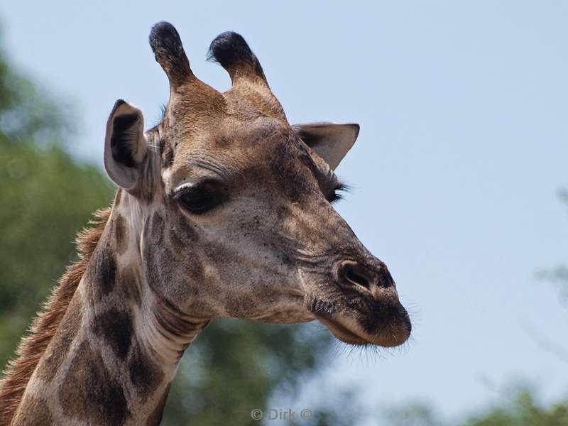 zuid-afrika kruger park giraffen