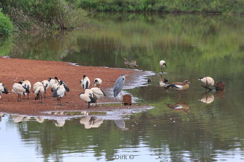 zuid-afrika kruger park vogels