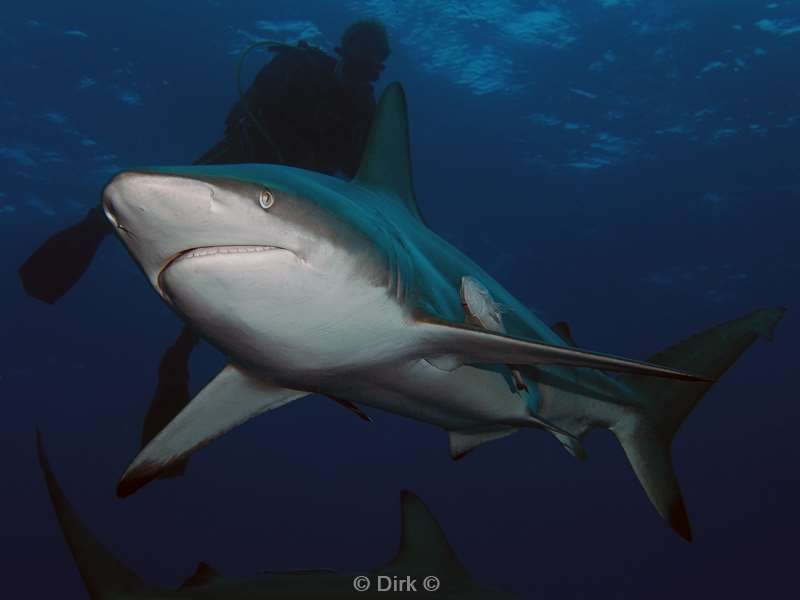duiken zuid-afrika ocean blacktip shark