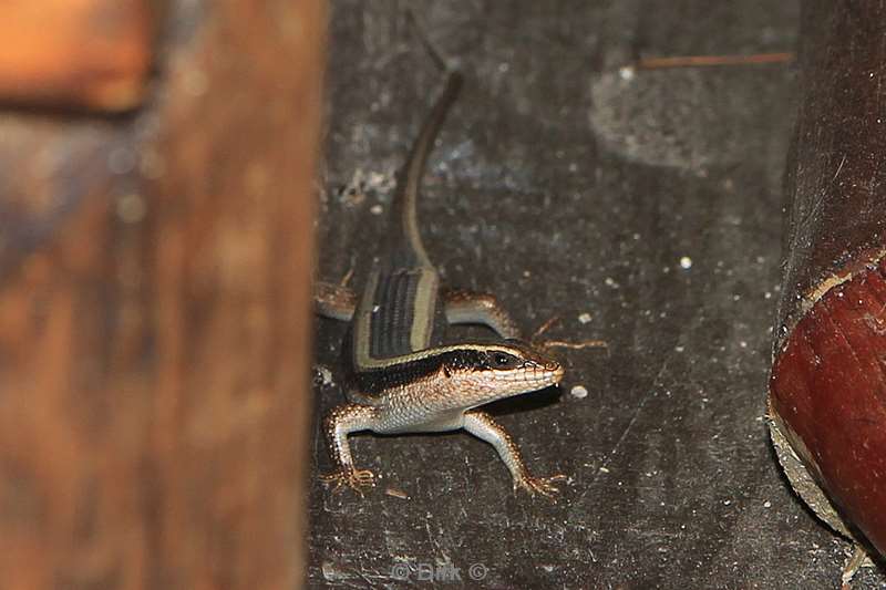zuid-afrika lizard pezulu treehouse lodge guernsey conservancy