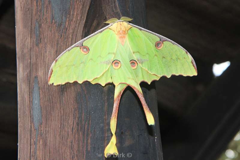 south africa moon butterfly pezulu treehouse lodge guernsey conservancy
