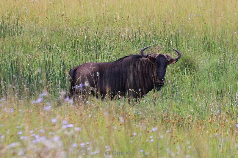 swasiland mlilwane wildpark gnoes wildebeest