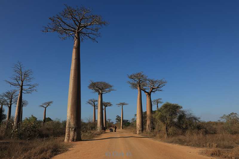 madagaskar baobab bomen