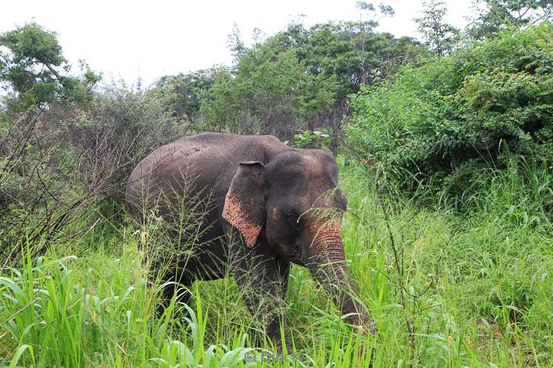 sri lanka elephant safari hurulu eco park habarana
