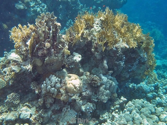 scuba diving duiken egypte