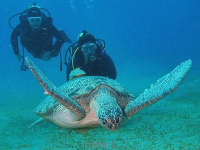 uitgelode duiker schildpad rode zee egypte