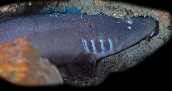 grijze bamboehaai grey bamboo shark