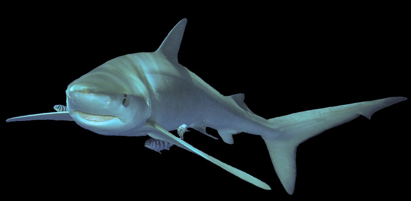 blauwe haai blue shark