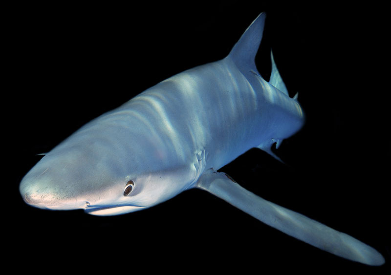 blauwe haai blue shark