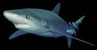 blauwe haai blue shark