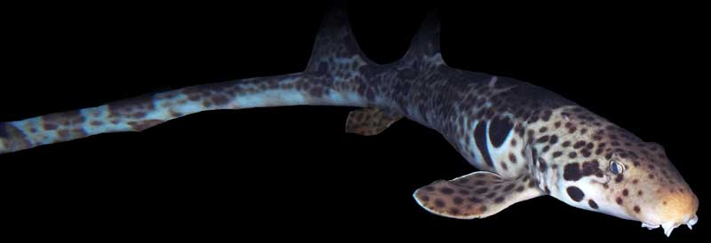 epaulettenhaai shark