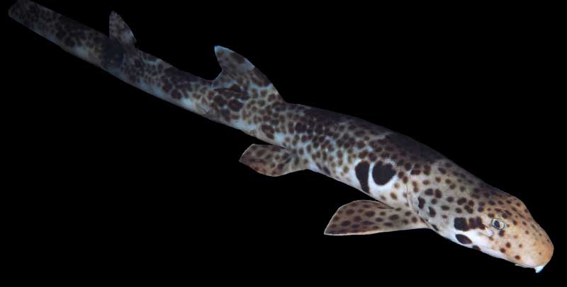 epaulettenhaai shark