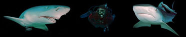 duiken met haaien shark diving