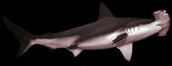 hamerhaai hammerhead shark