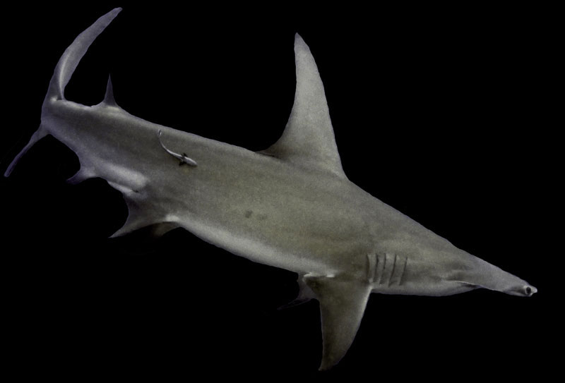 hamerhaai hammerhead shark