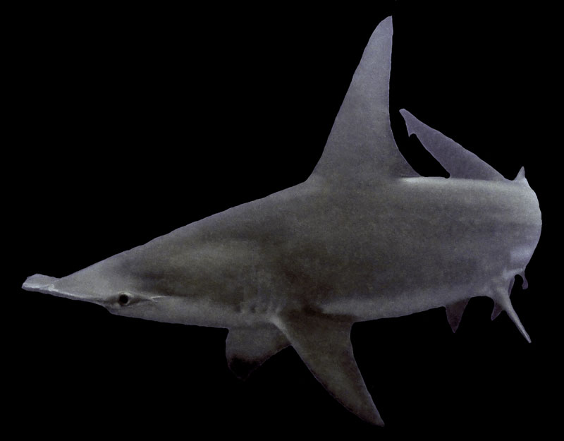 hamerhaai hammerhead shark