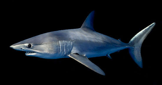 makreelhaai mako shark