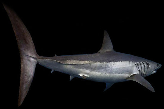 makreelhaai mako shark