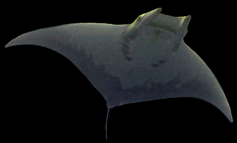 mobula duivelsrog