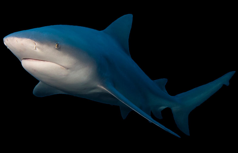 stierhaai bull shark