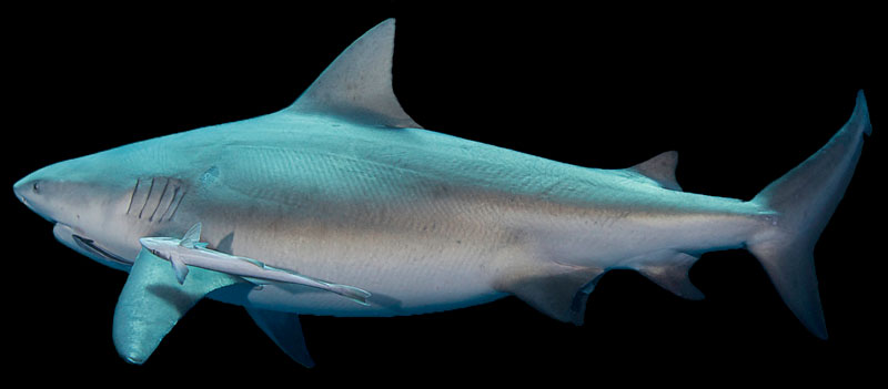 stierhaai bull shark