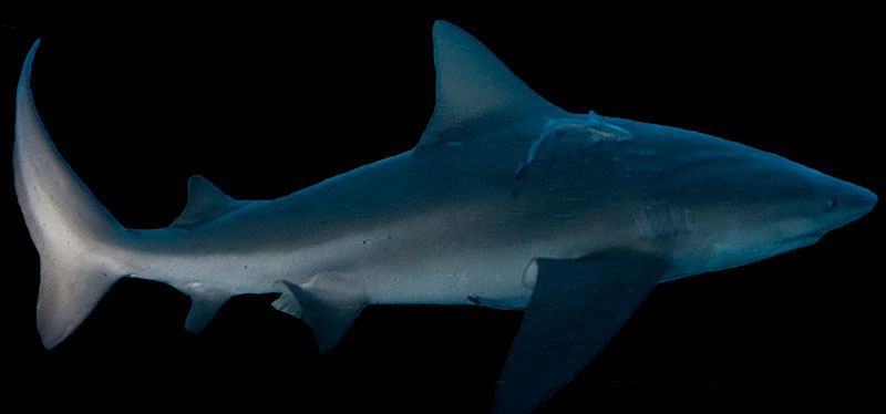 stierhaai bull shark