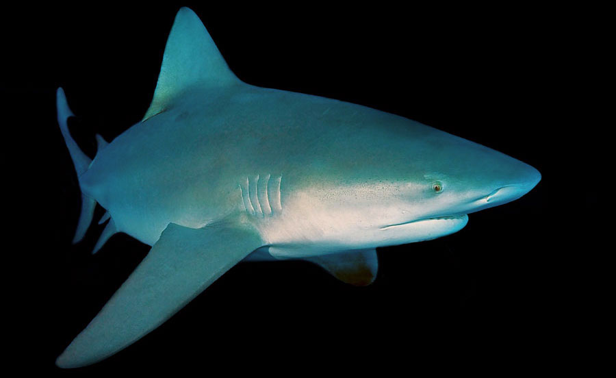 stierhaai bull shark