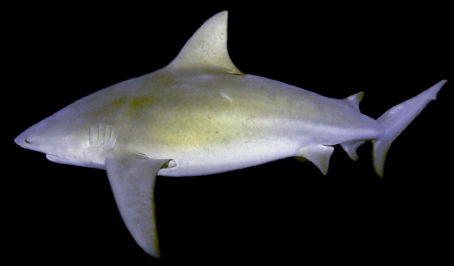 stierhaai bull shark