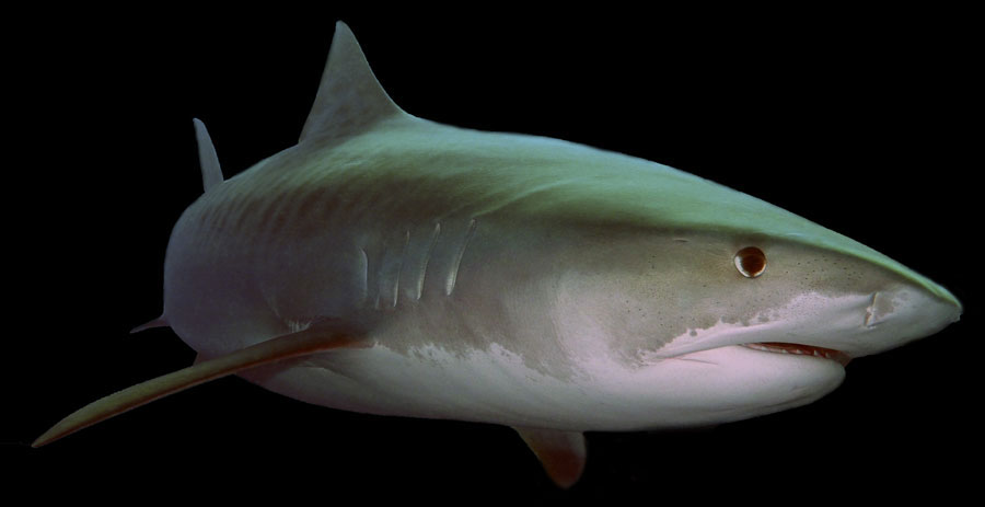 tijgerhaai tiger shark