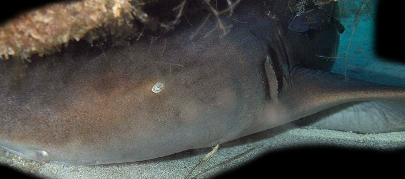 verpleegsterhaai nurse shark