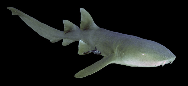 verpleegsterhaai nurse shark