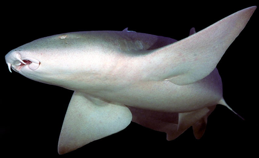 verpleegsterhaai nurse shark