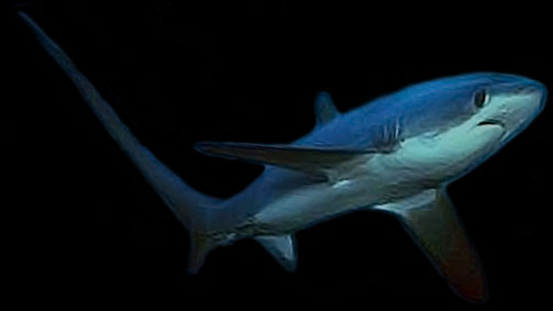 voshaai tresher shark