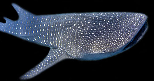 walvishaai whale shark